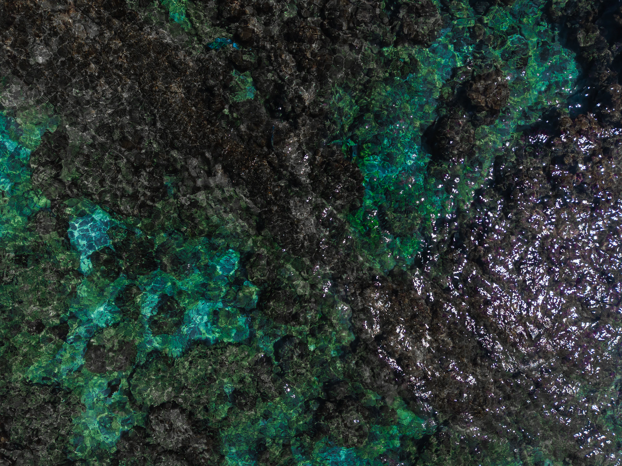 Coral reef and fish at Dihamri Marine Reserve, Socotra
