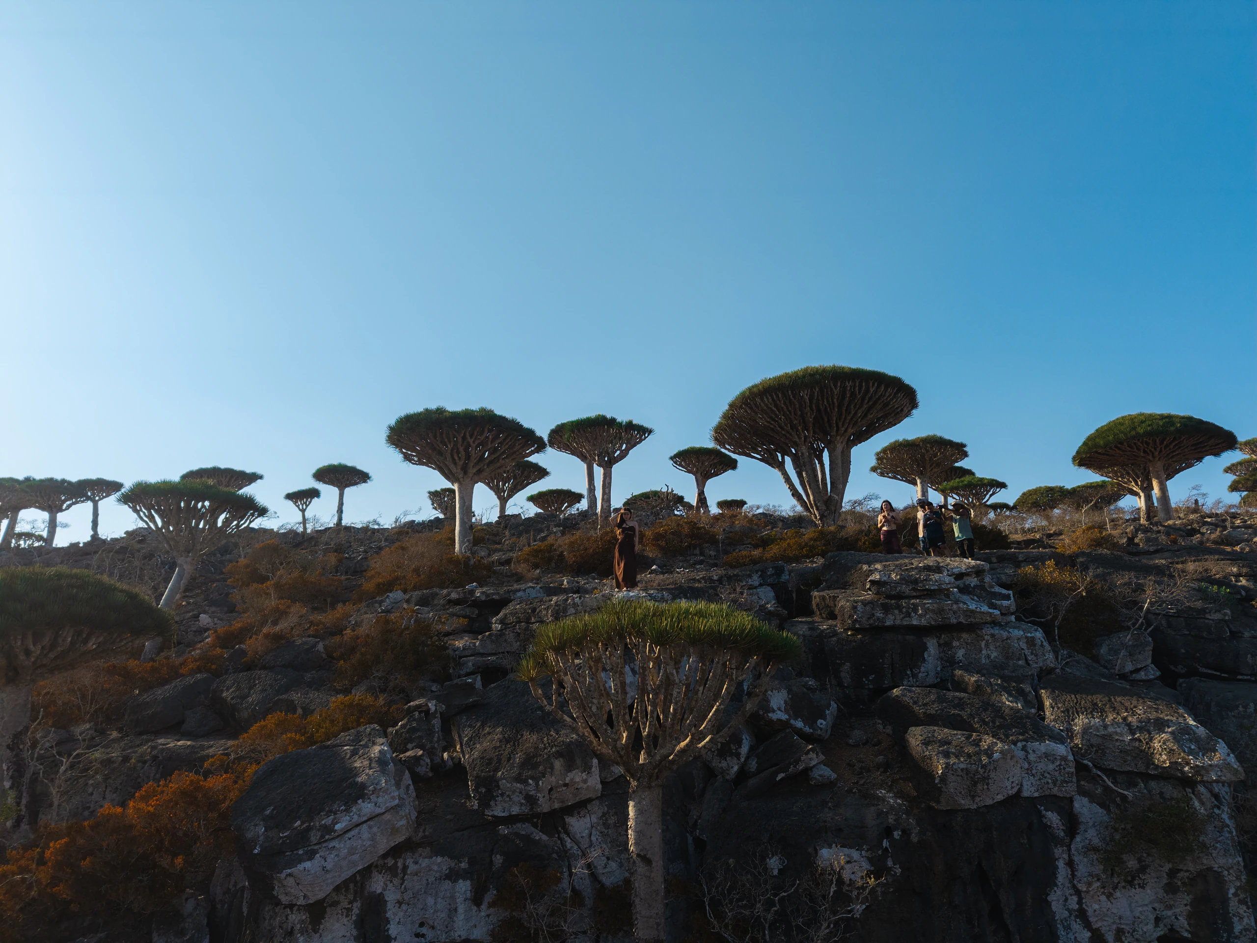 Dragon's blood trees across the Firmihin plateau in Socotra