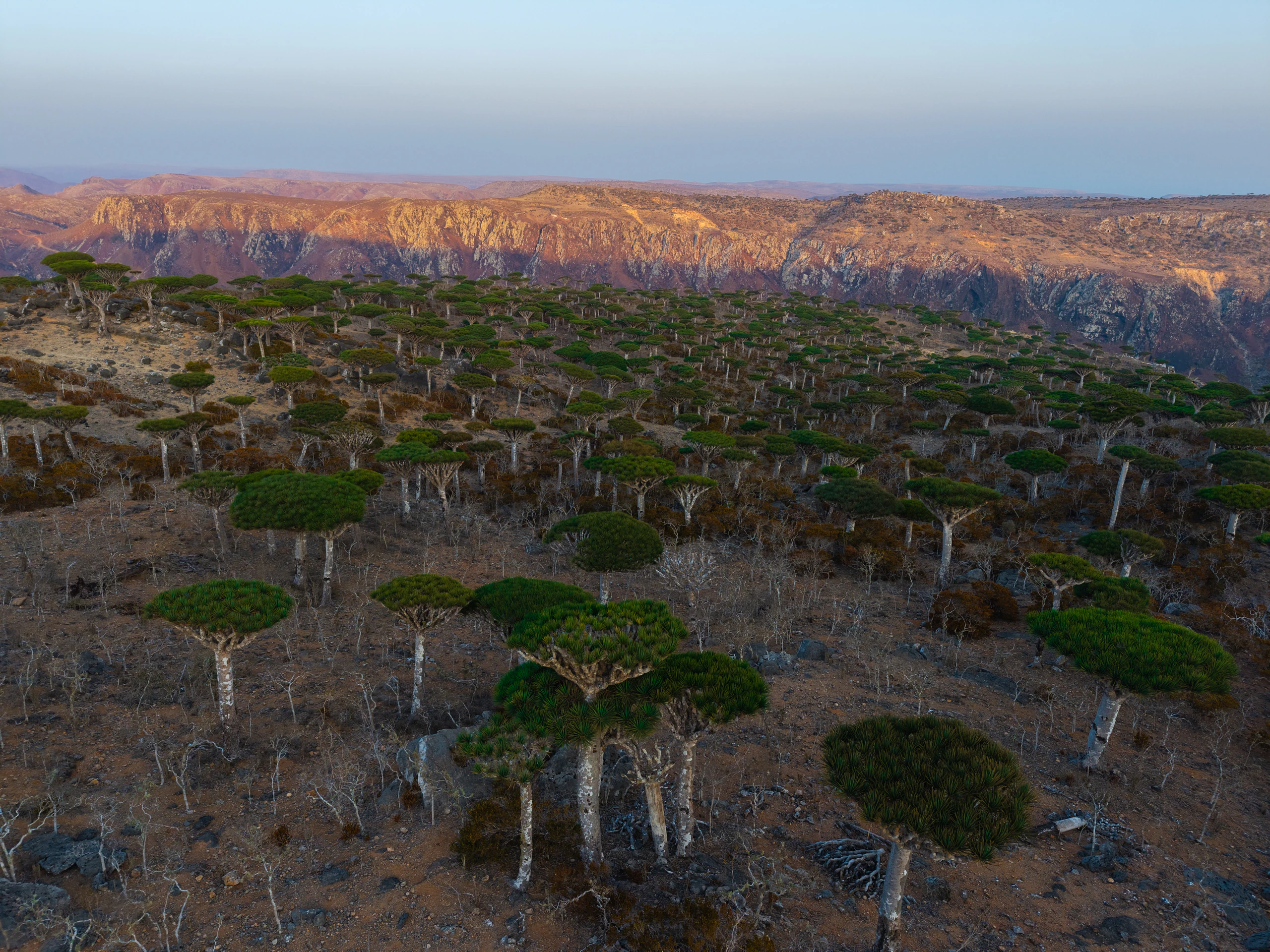 Granite rock formations on the Diksam Plateau, Socotra